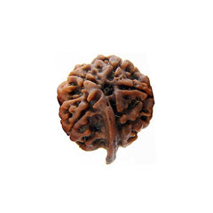 Ganesh Rudraksha – The Bead of Wisdom & Obstacle Removal